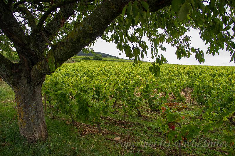 Vineyards between Meursault and Volnay IMGP1823.jpg